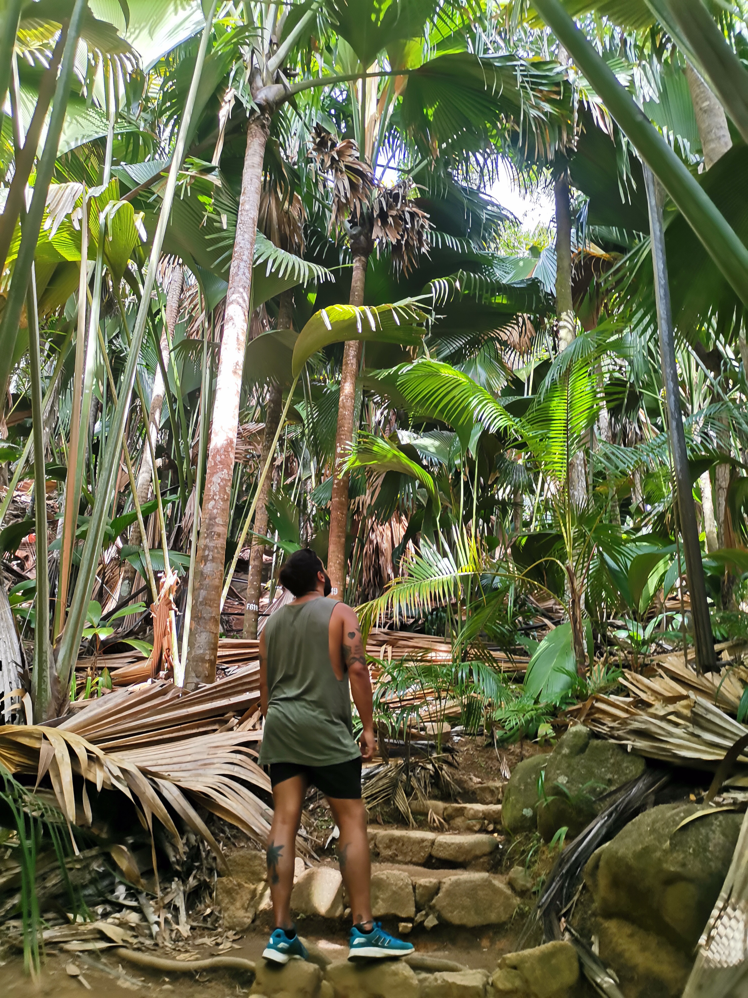 Adam looking up at trees in Vallee De Mai